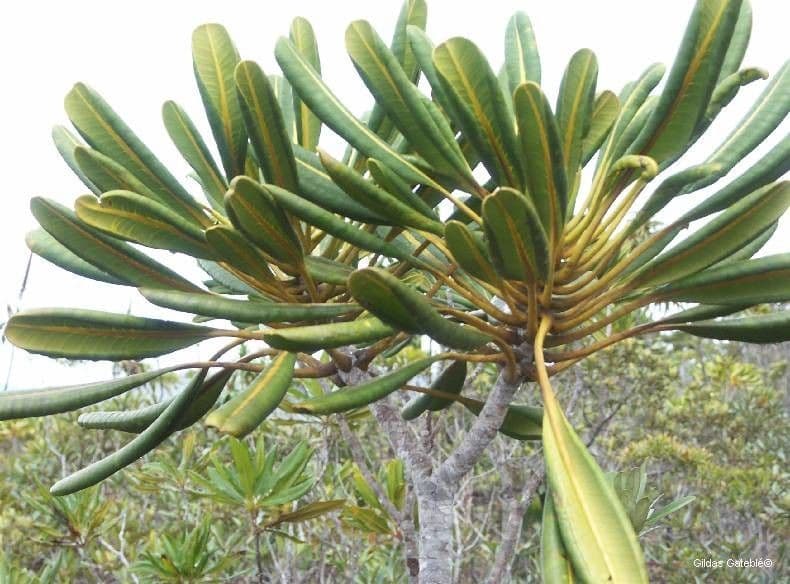 Myodocarpus 9