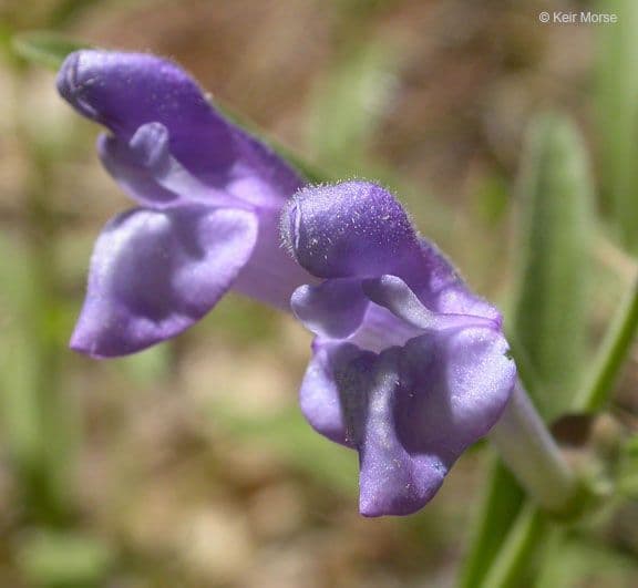 Scutellaria siphocampyloides 5