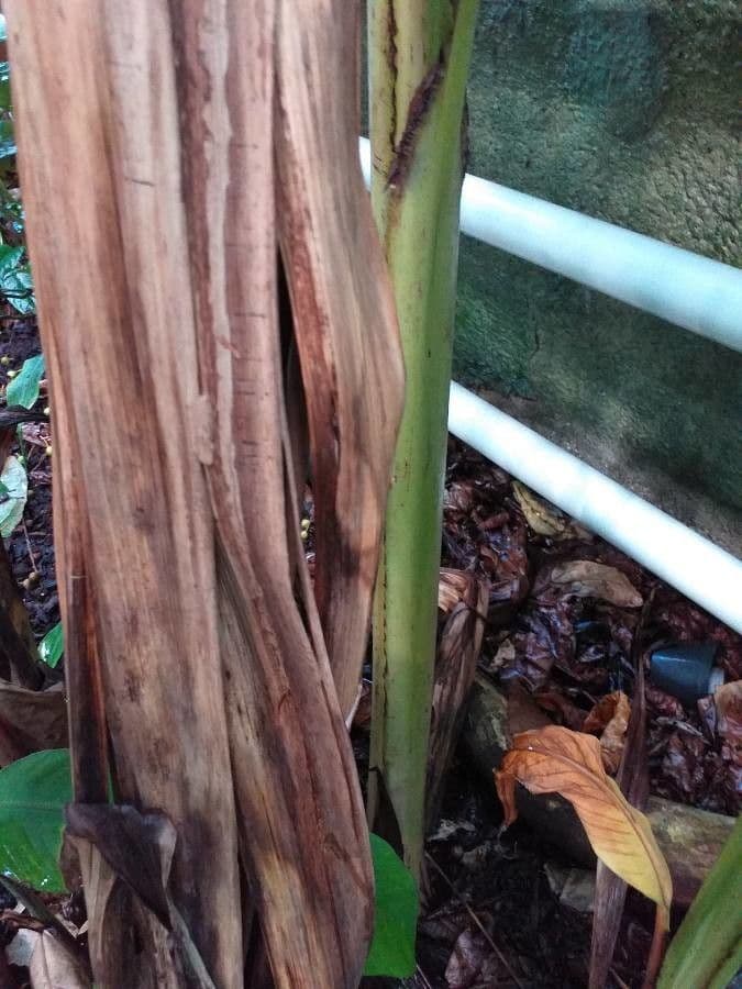Banane 8