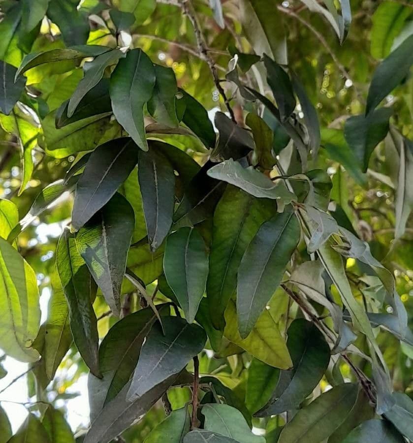 Eugenia piriforme