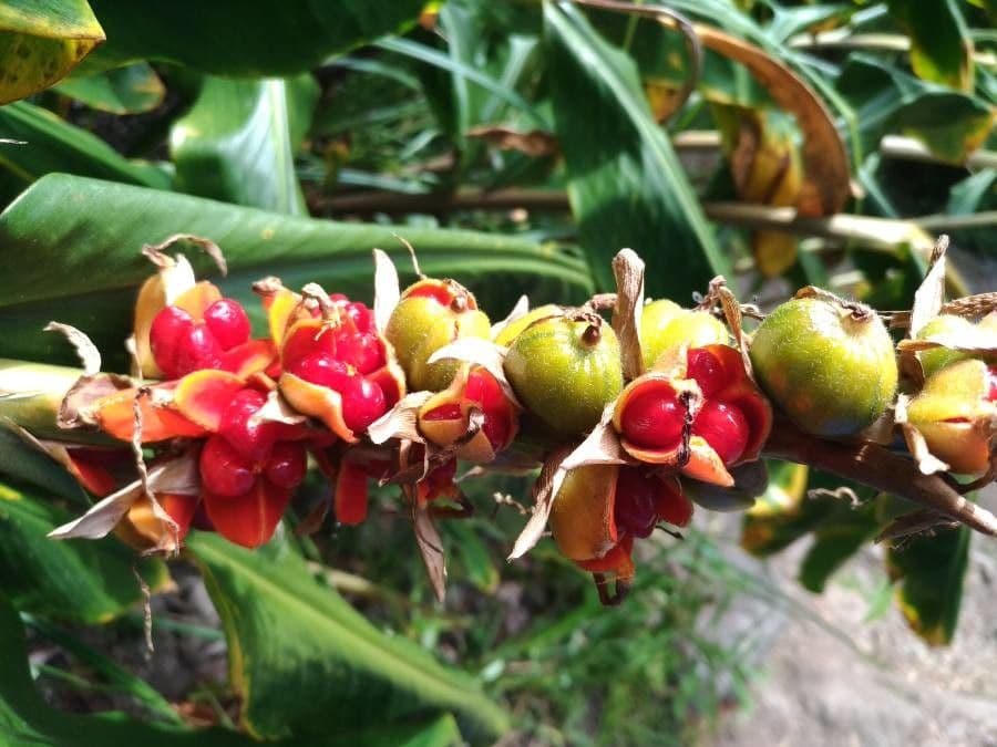 Zázvor purpurový 5