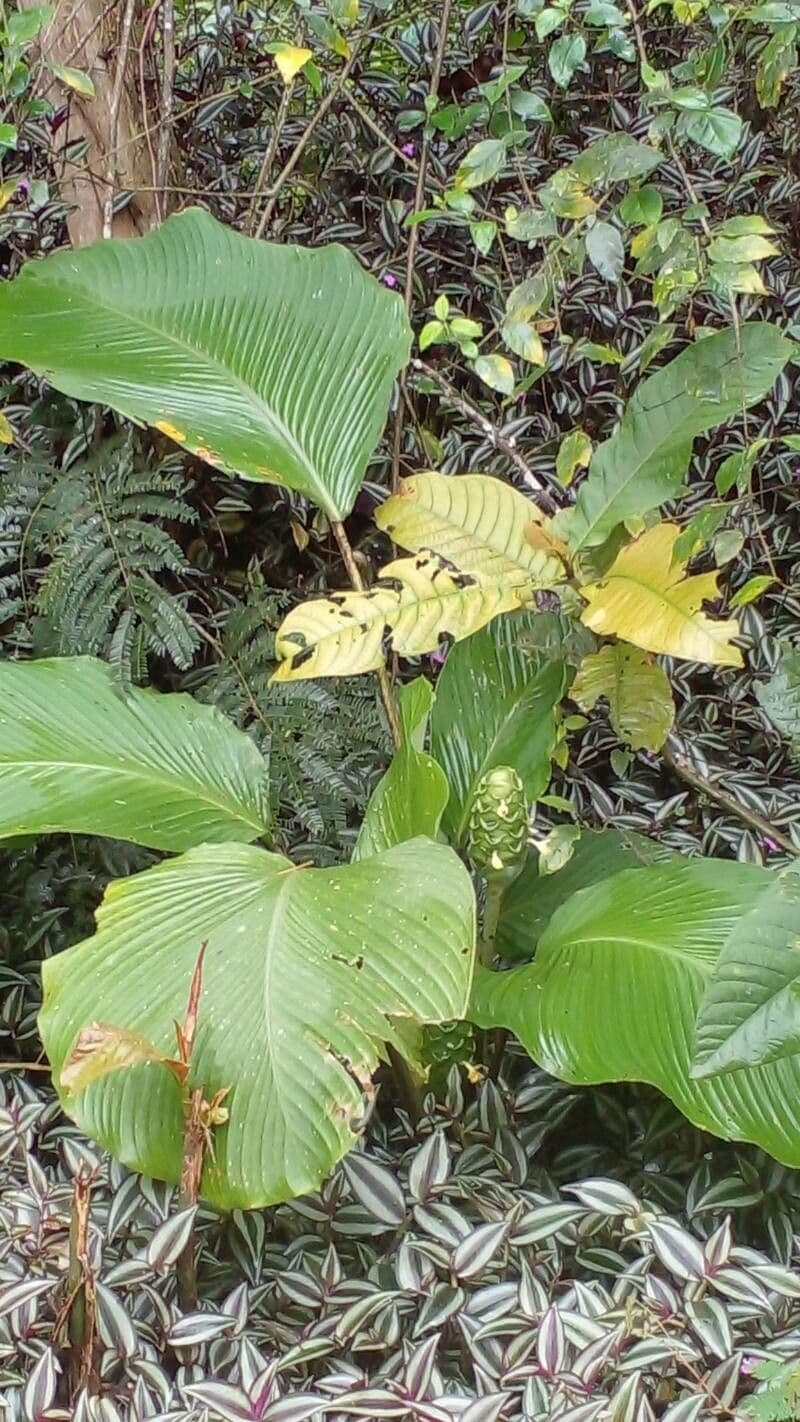 Marantka 8