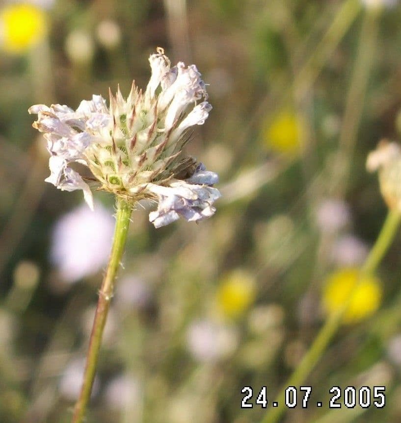 Cephalaria transilvana 8