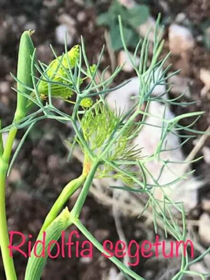 Saatfenchel 6