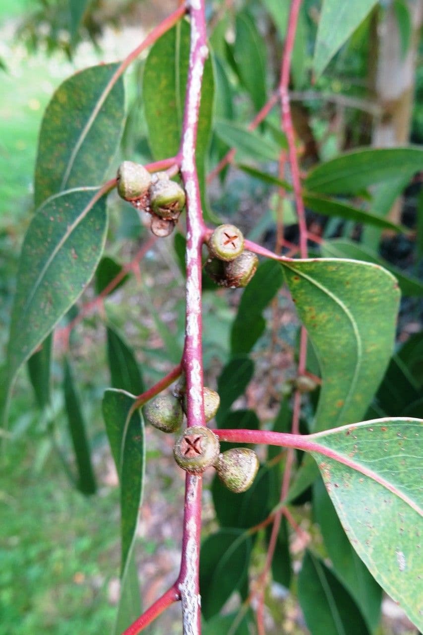 Schmuck-Eukalyptus