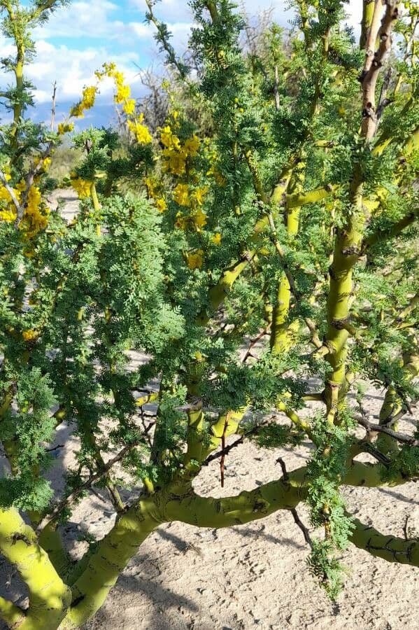 Parkinsonia praecox 10