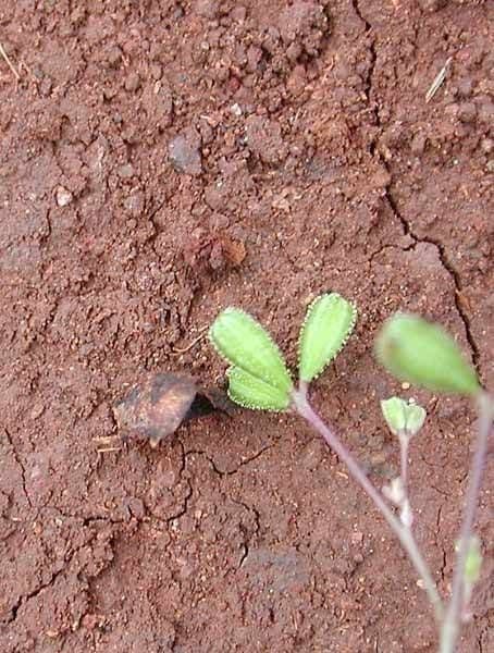 Boerhavia scarlatta 4