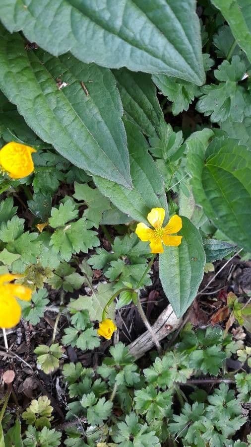 Ranunculus hispidus 3