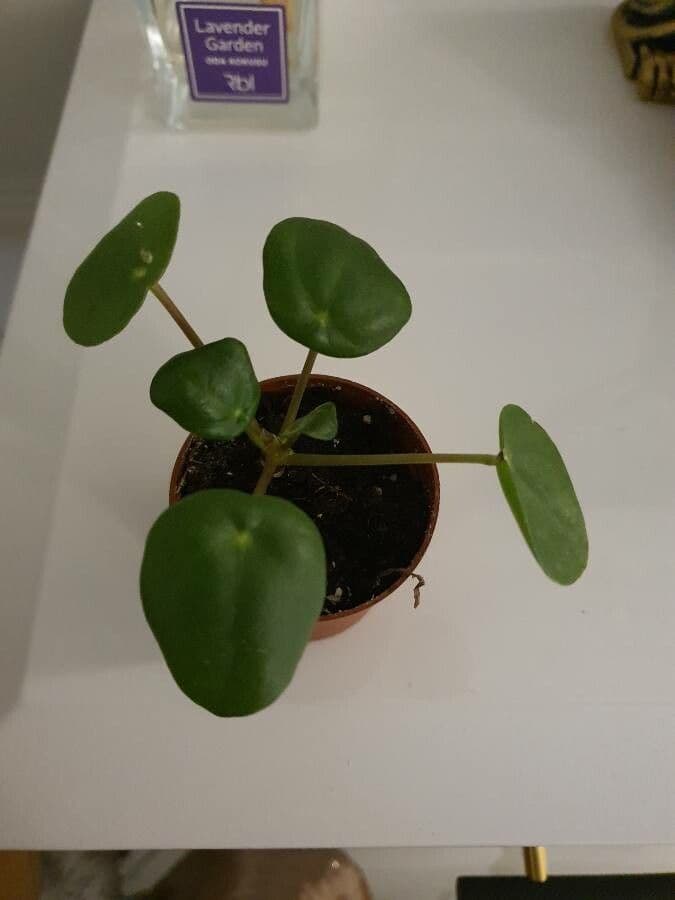 Chinesischer Geldbaum 7