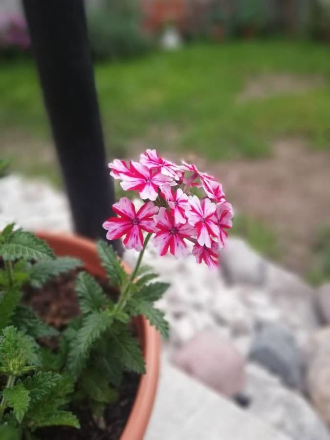 Verbena ibrida