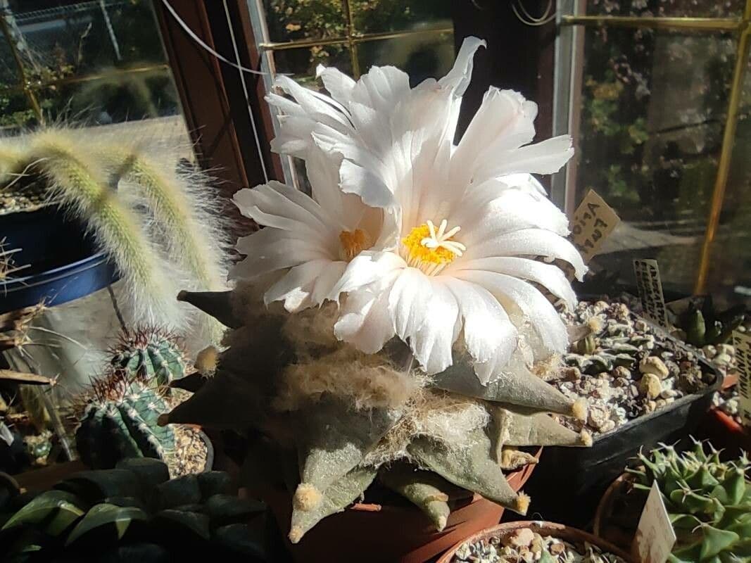 Ariocarpus retusus