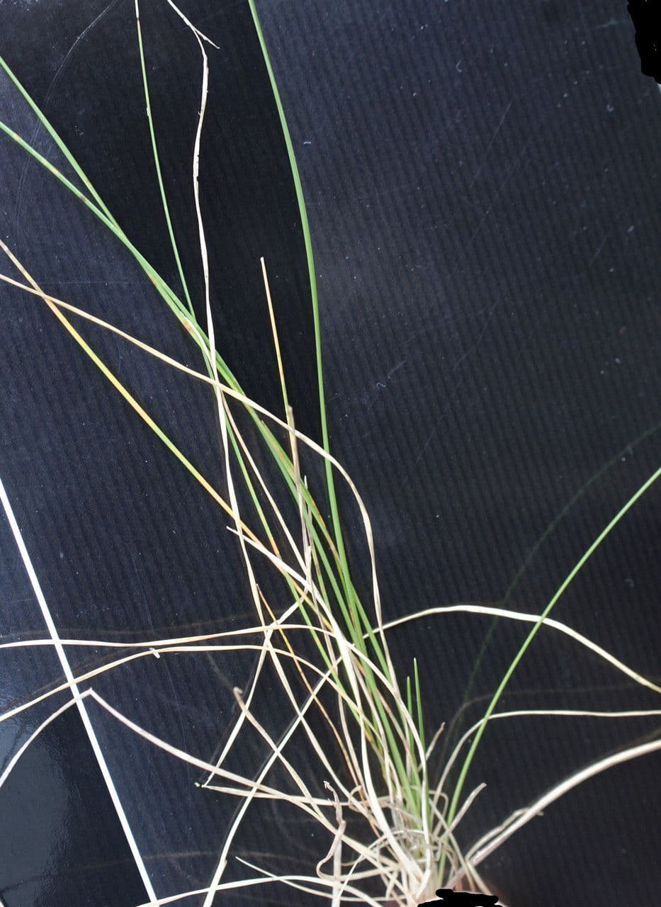Festuca armoricana 7