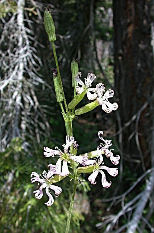 Silene 6
