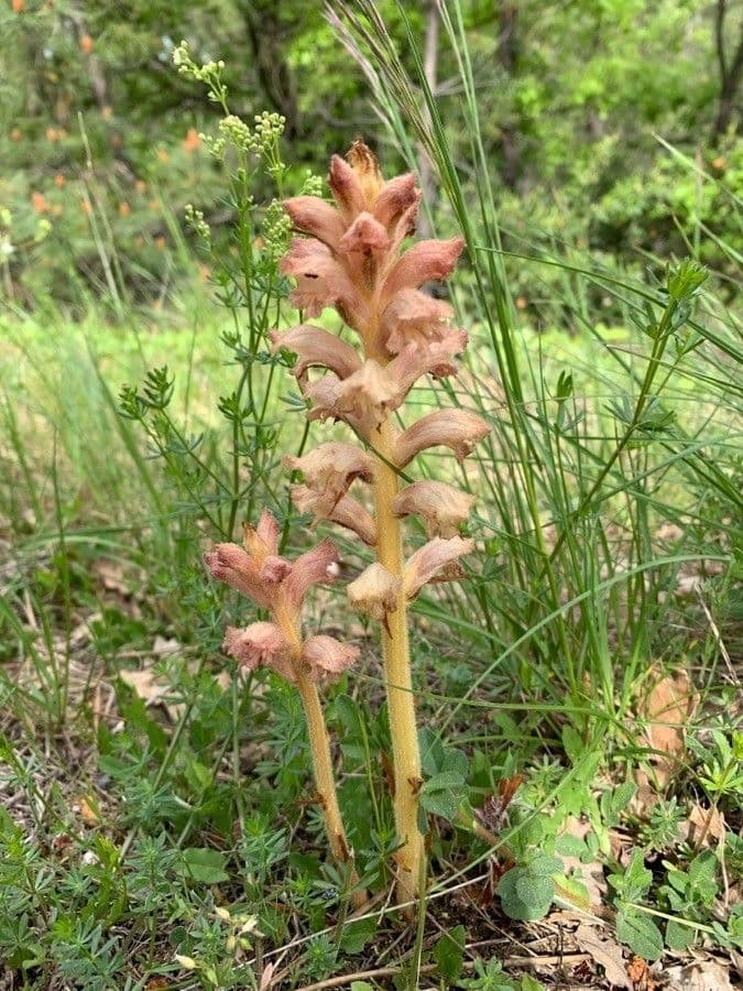 Succiamele garofanato 8