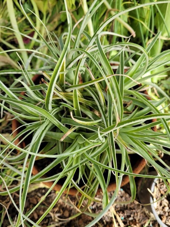 Hechtia 3