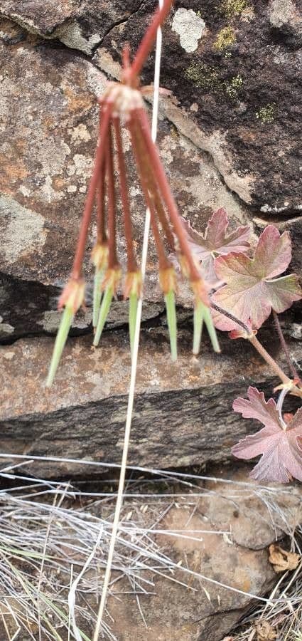 Pelargonium 5