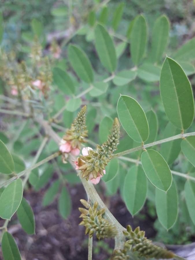 Indigofera 7