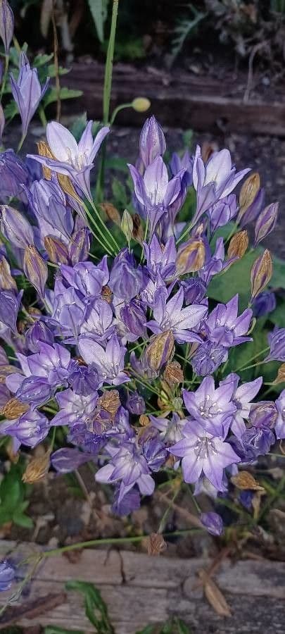 Triteleia laxa 4