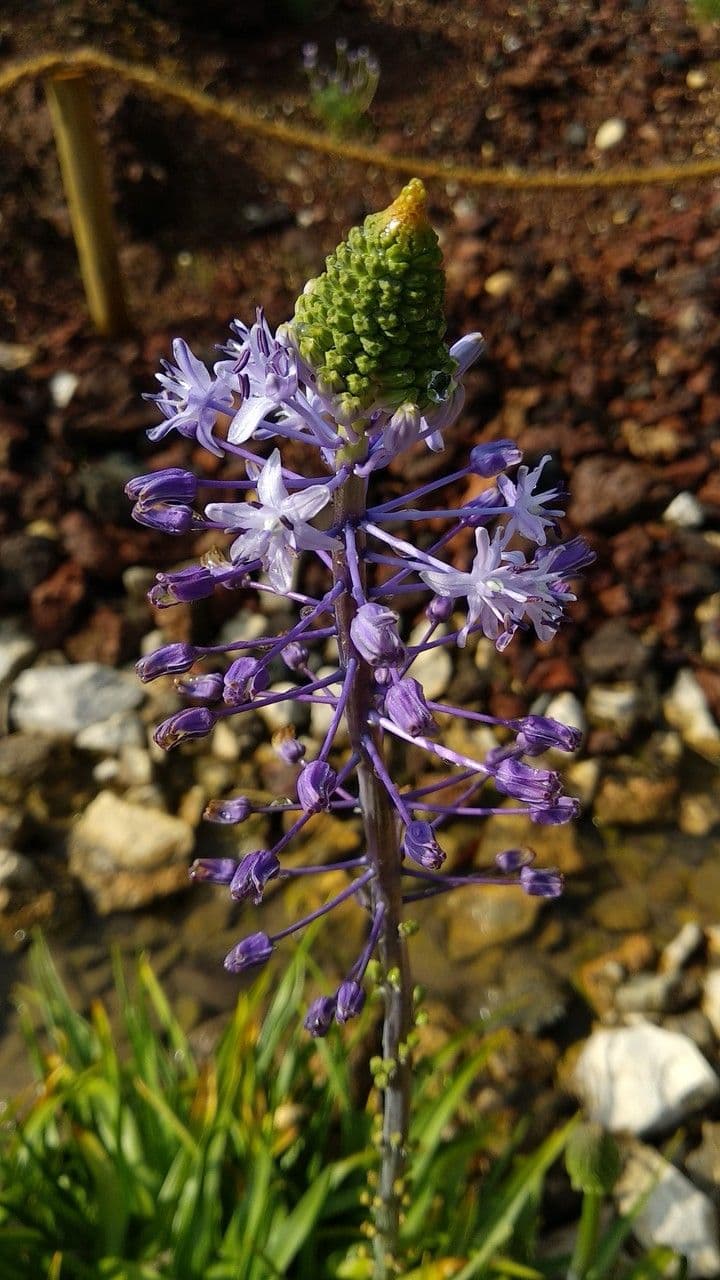Zagrosia 2