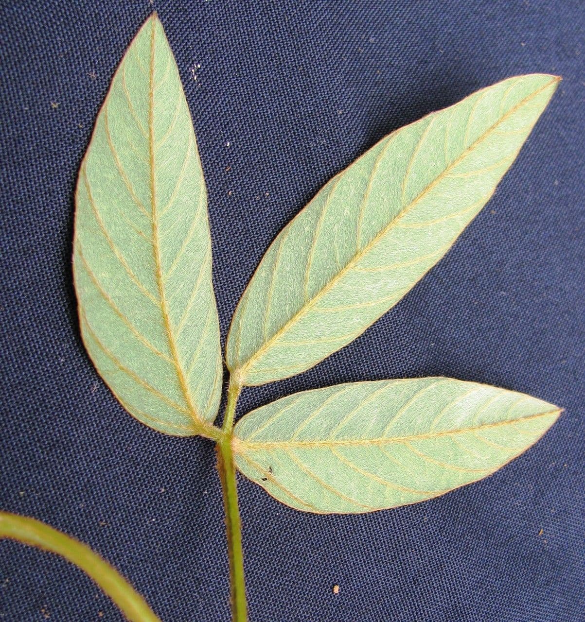 Teramnus uncinatus 15