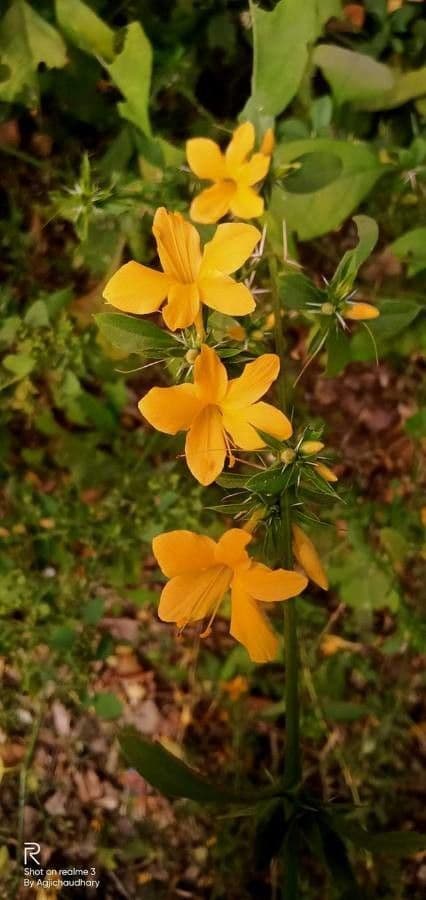 Barleria spinosa 3