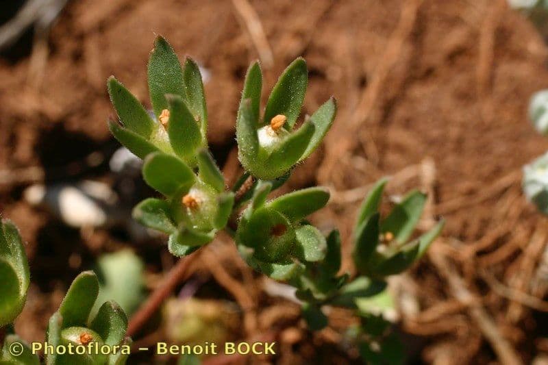 Androsace maxima 21