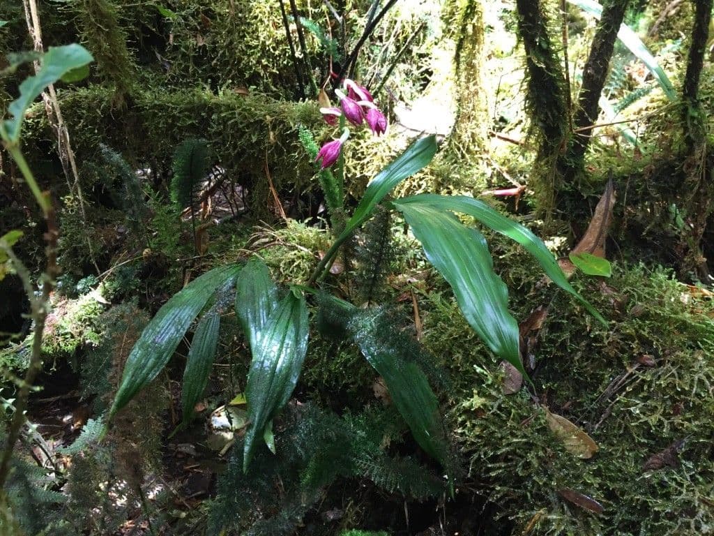 Schöner Phaius 9