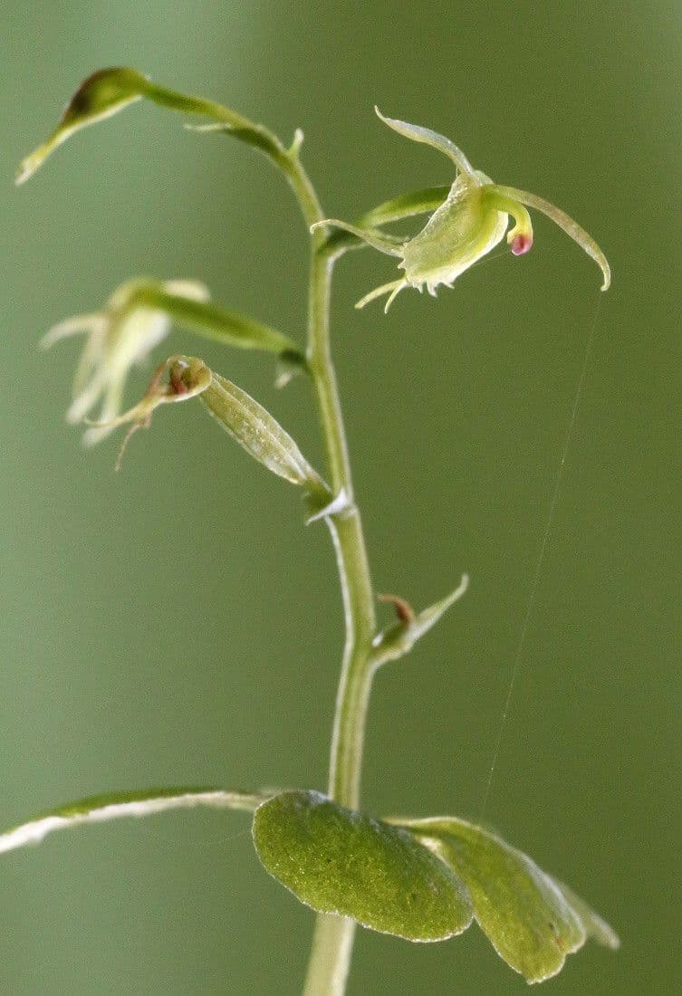 Umschlingende Mücken-Orchidee 2