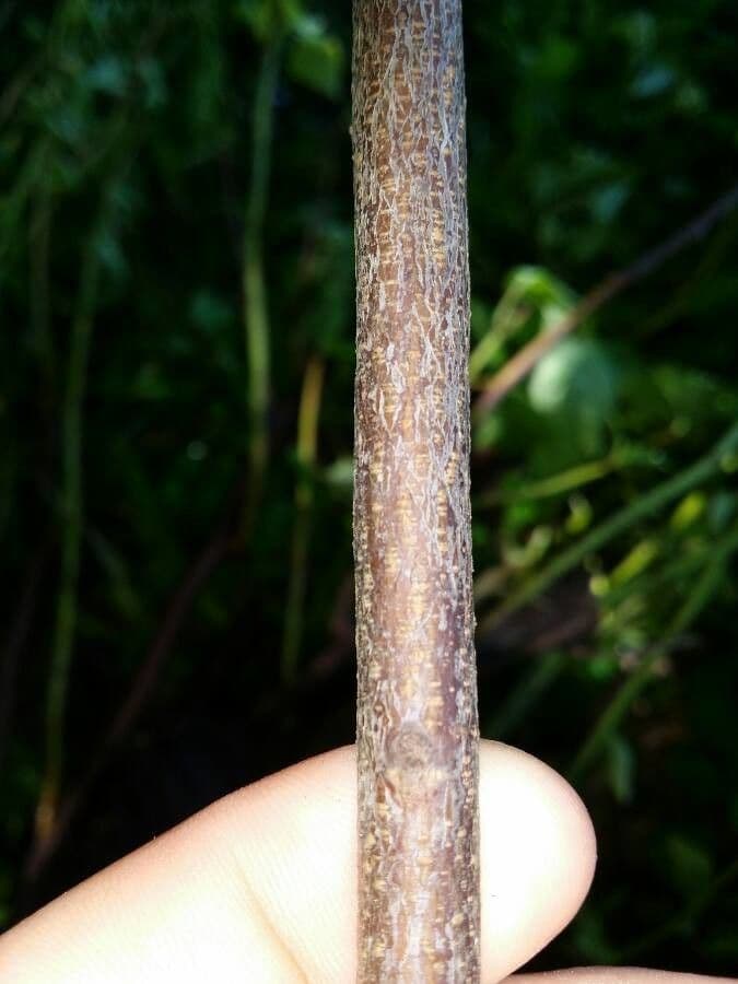 Clethra 25