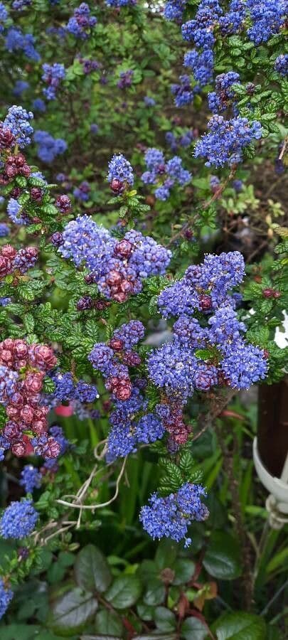 Ceanothus 5