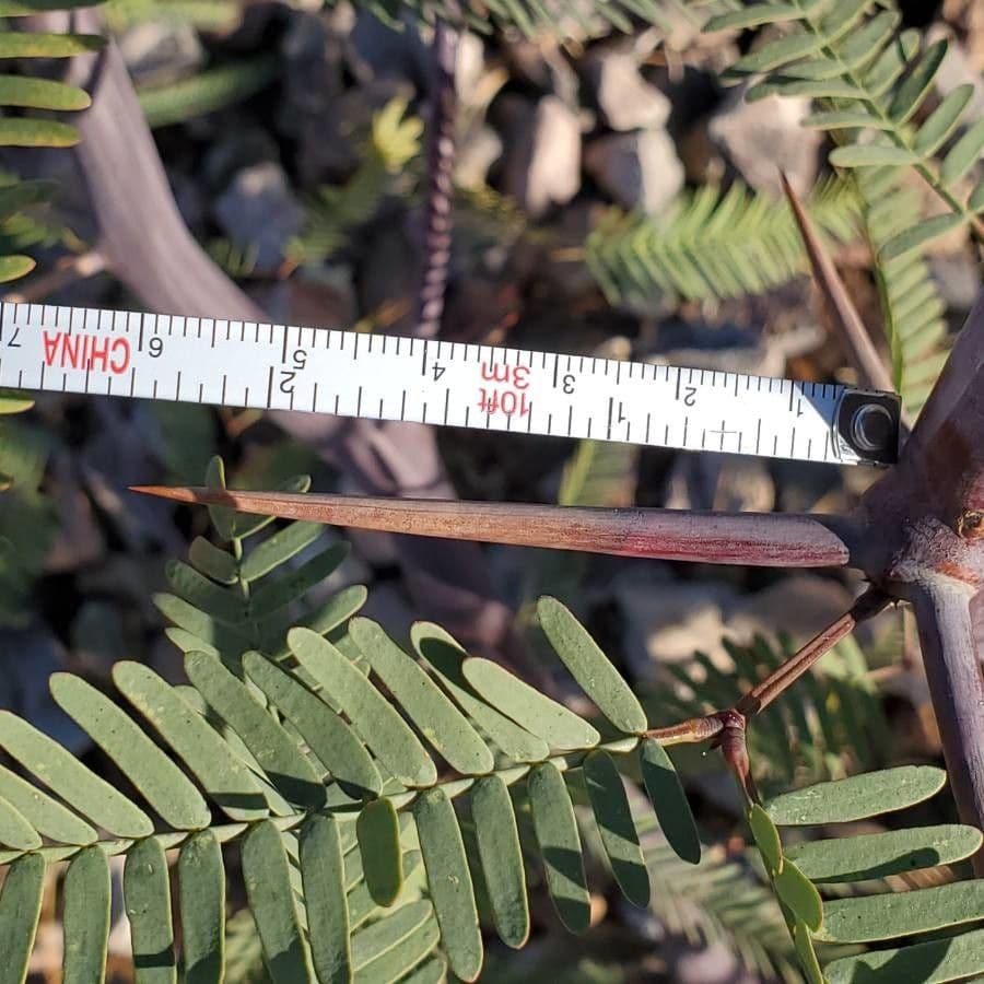 Acacia erioloba 20
