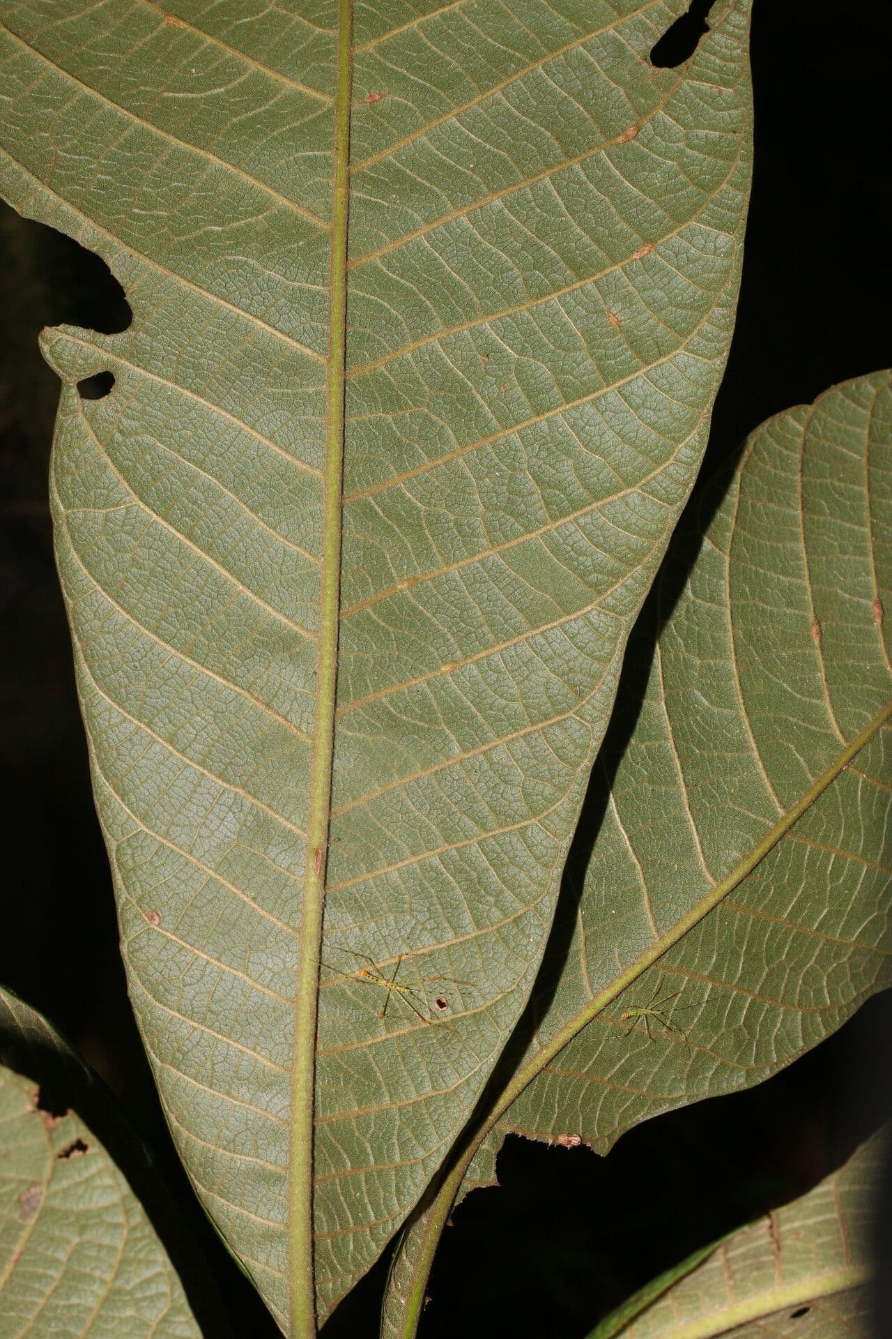 Pouteria 6