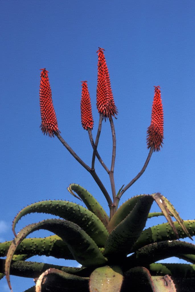 Aloe 2