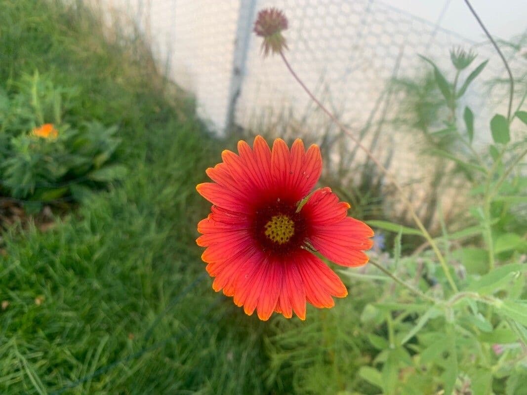 Gaillardia 21