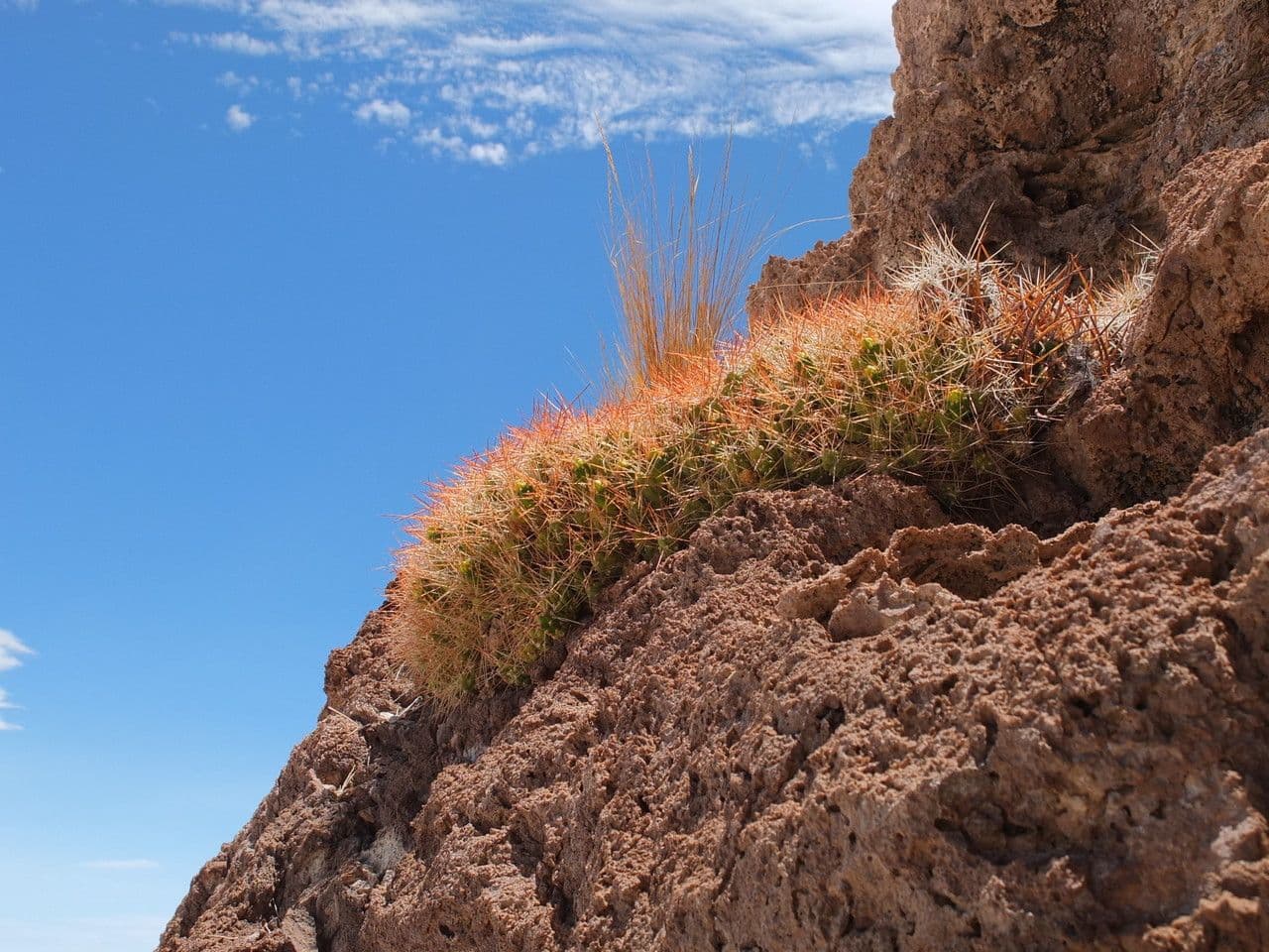 Cumulopuntia boliviana 9