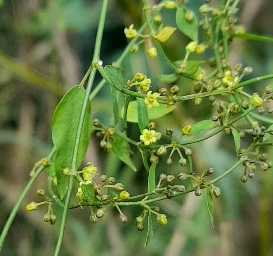 Orthosia
