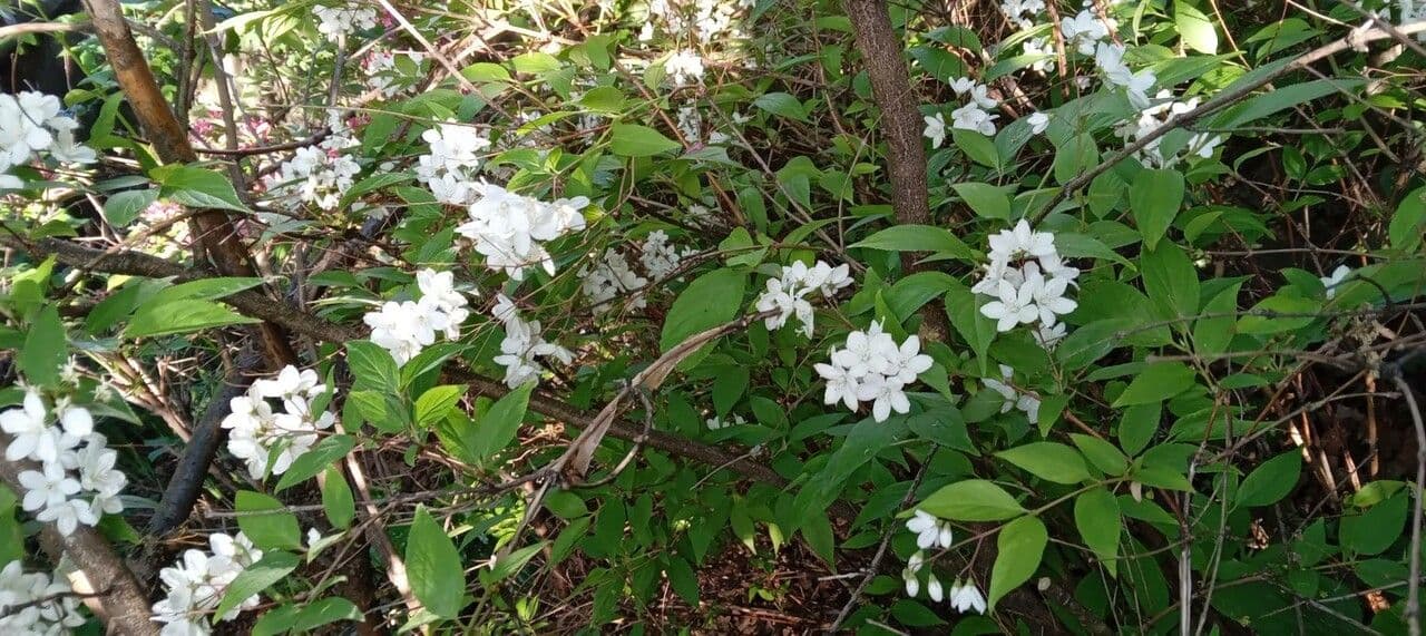 Deutzia gracilis 13