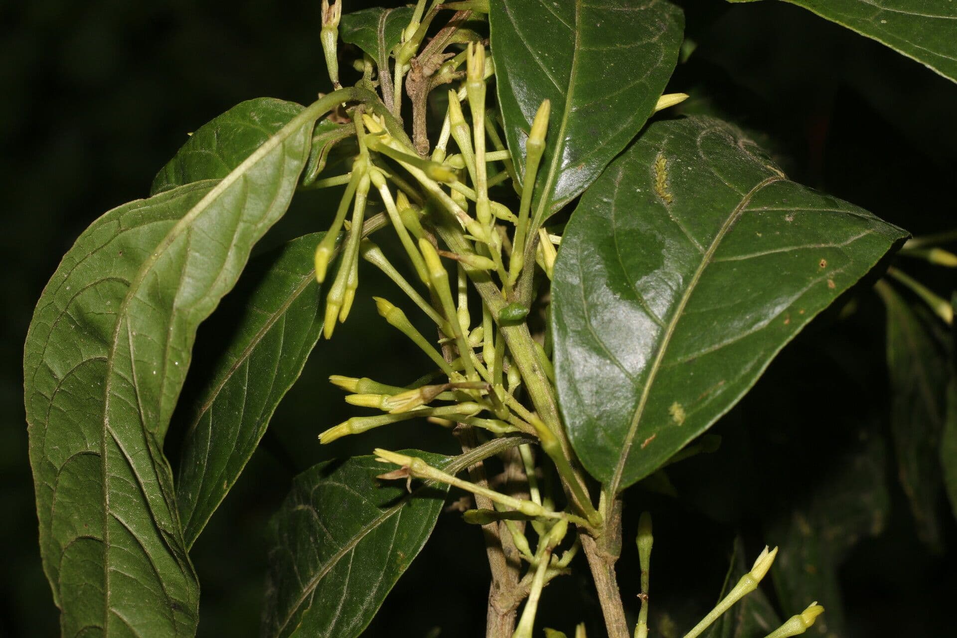 Cestrum 7