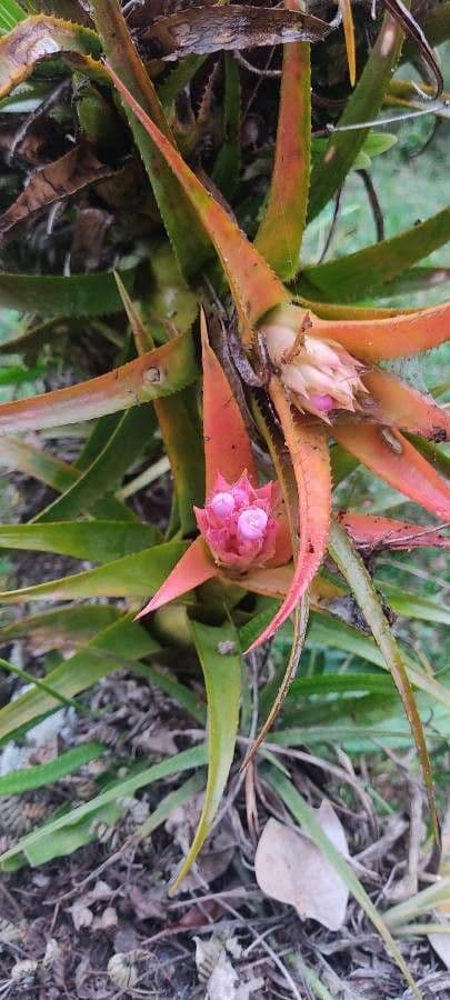 Bromelia 4