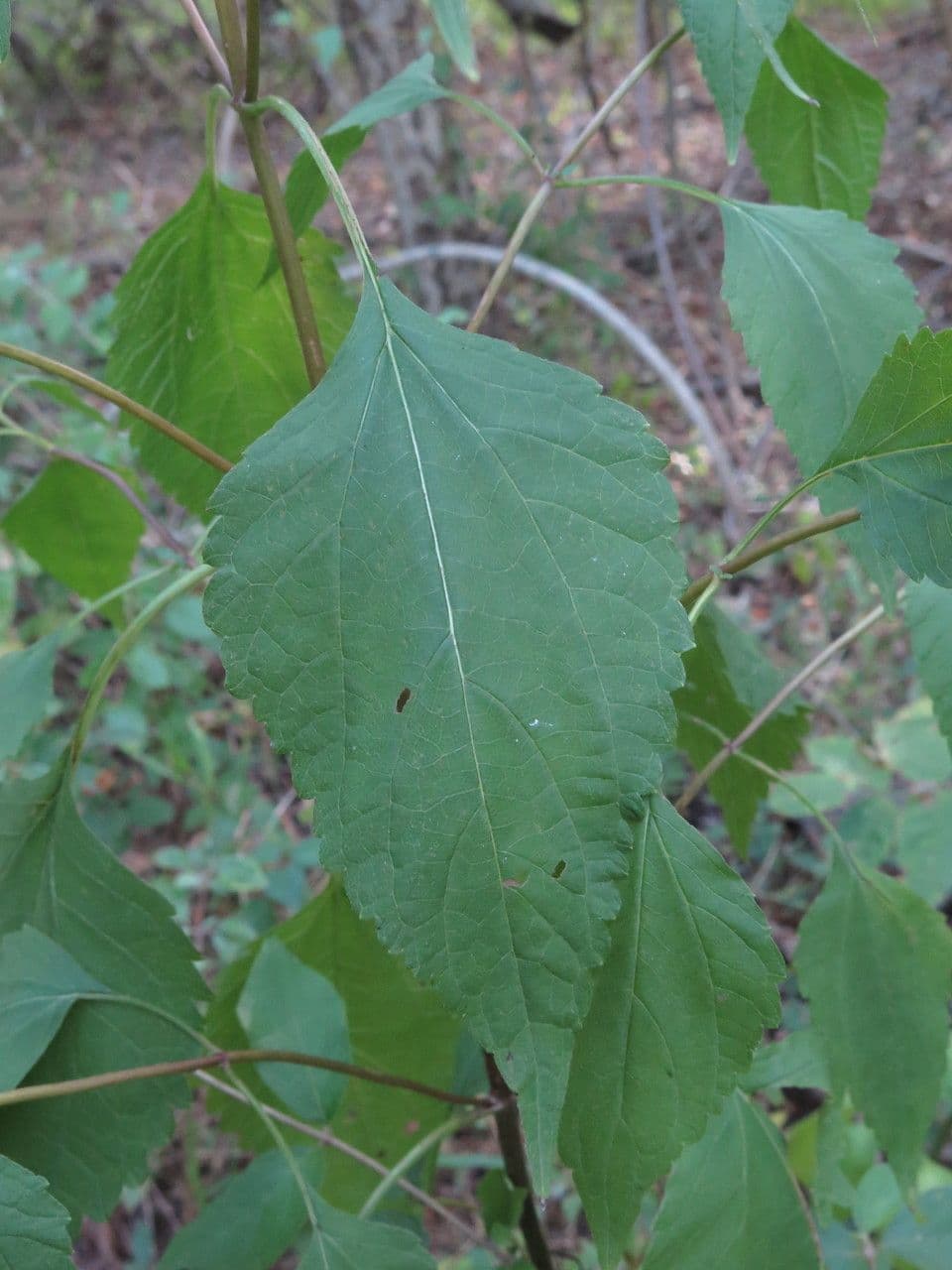 Ageratina aromatica 15