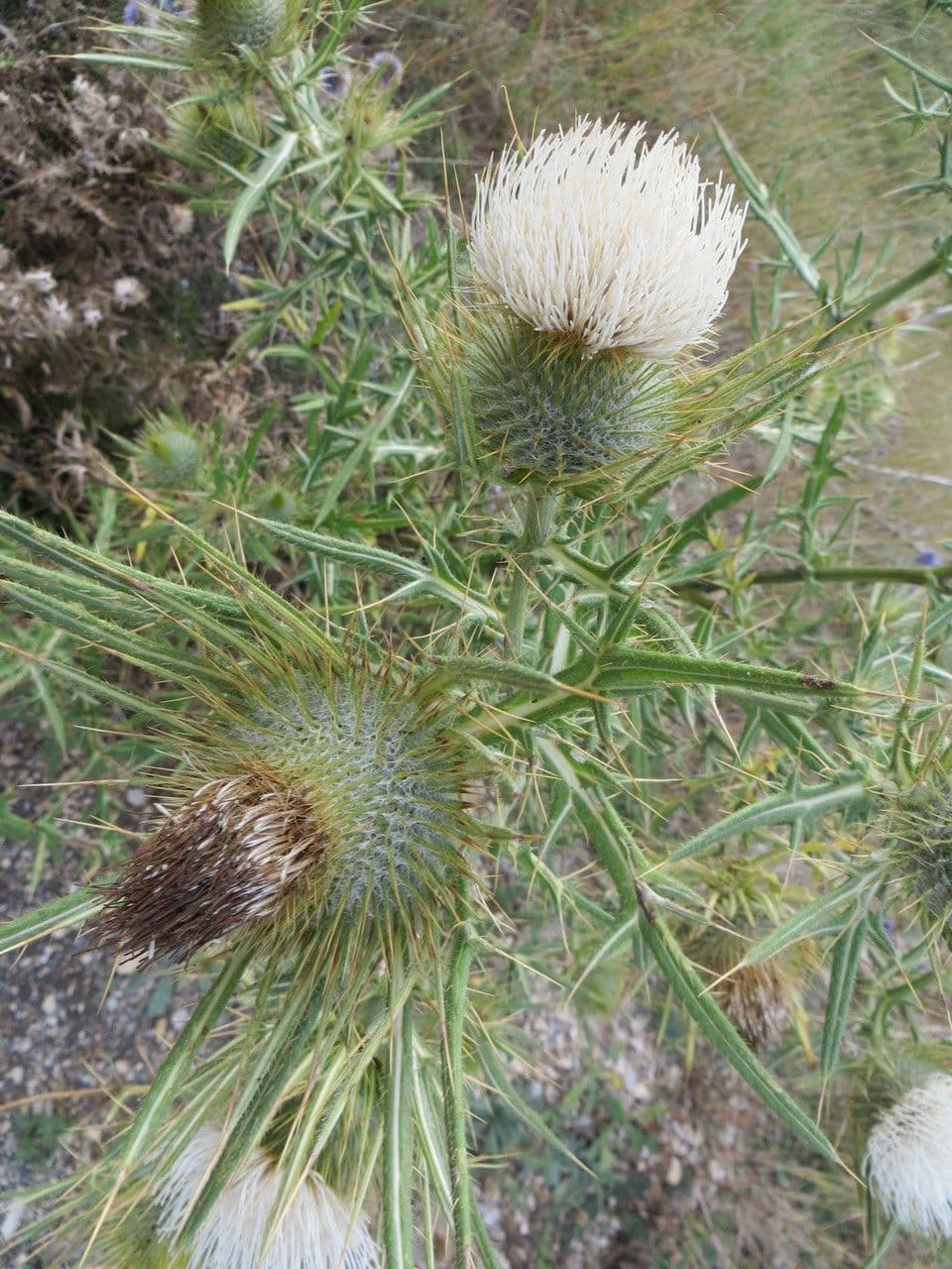 Cardo feroce 26
