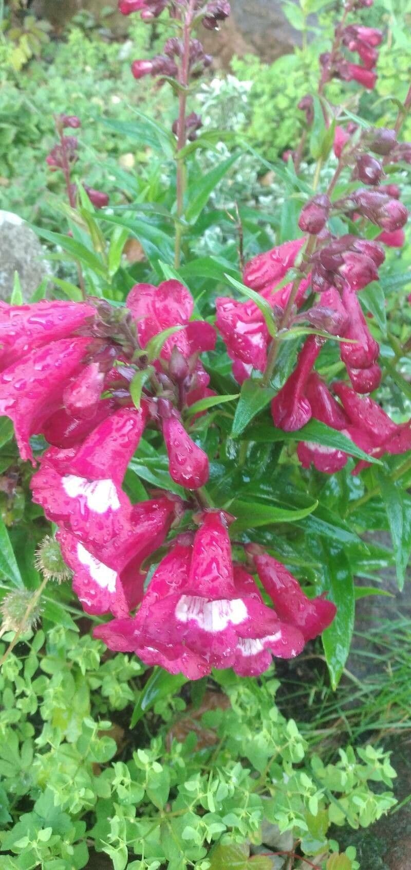 Penstemon di Hartweg