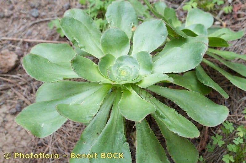Aeonium ondulato 9