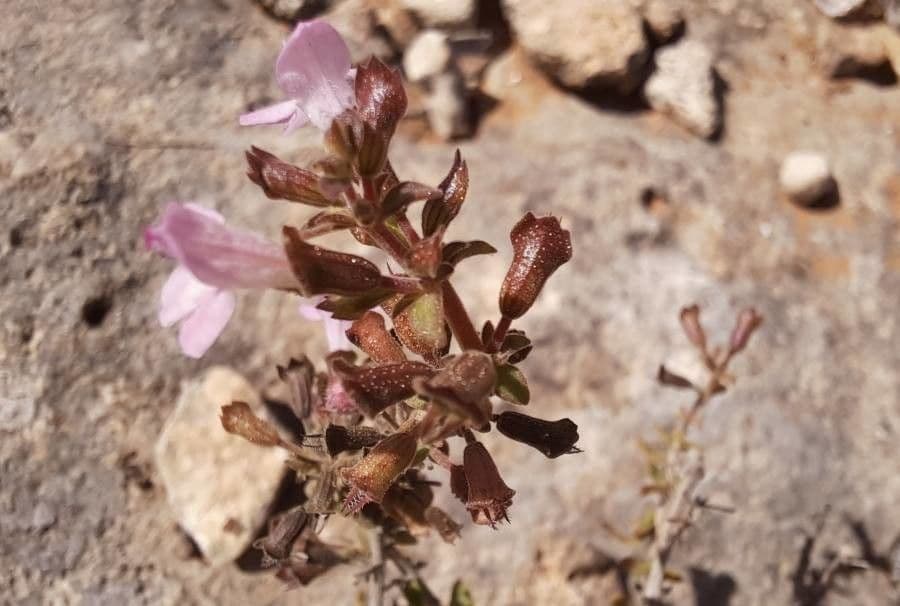 Micromeria marginata 2