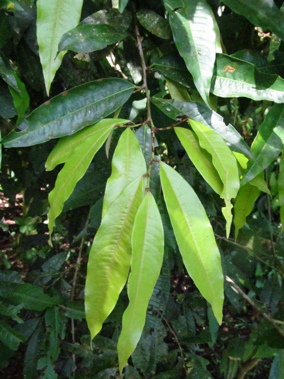 Erythroxylum 10