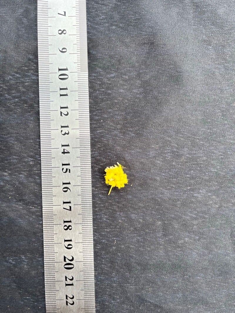 Acacia pendula 2
