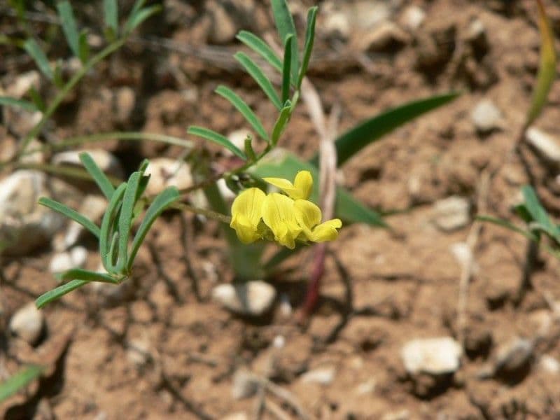 Ipocrepidi ciliata 6