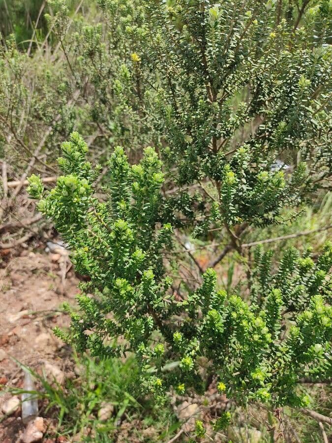 Baccharis
