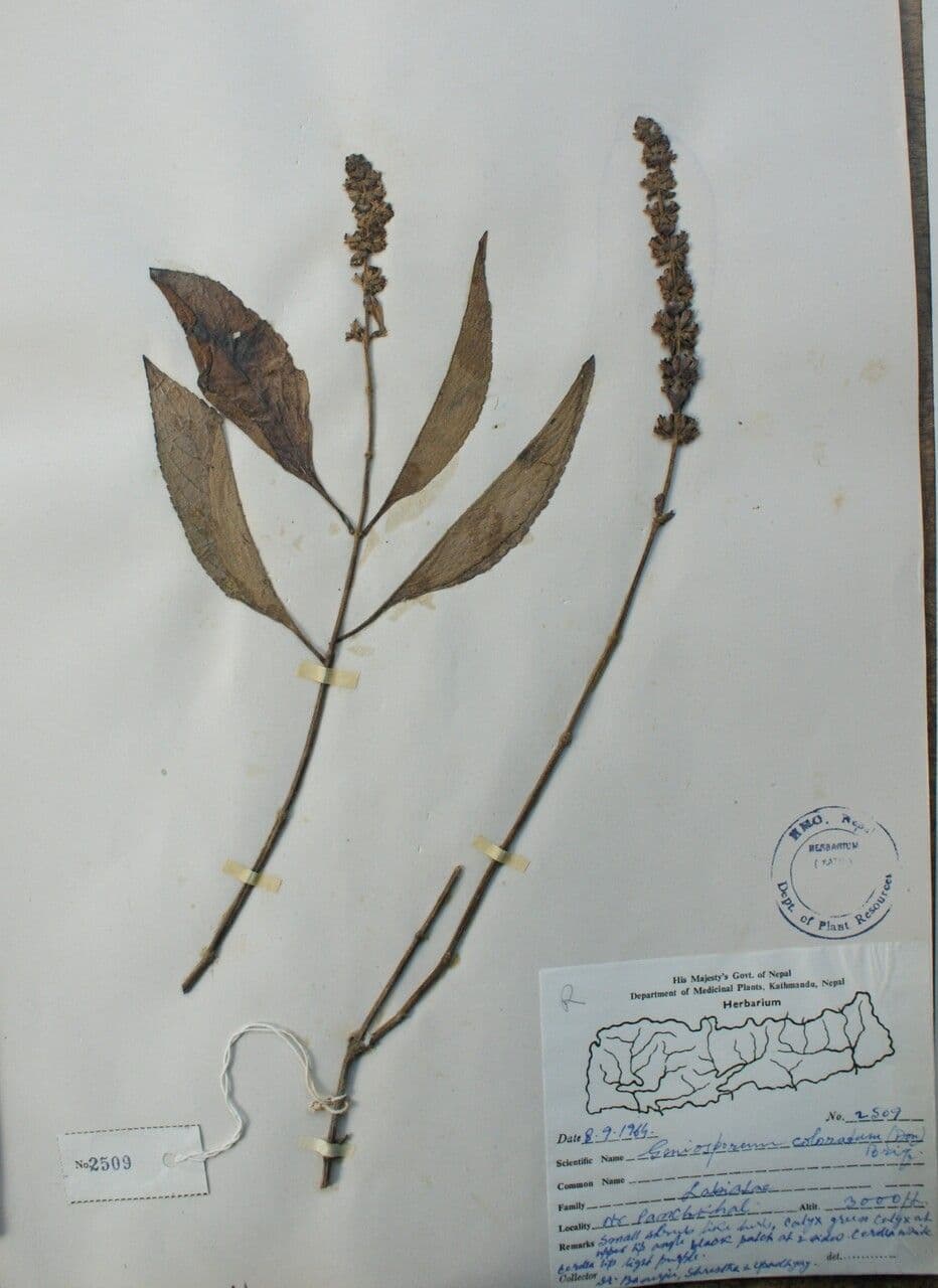 Platostoma 10