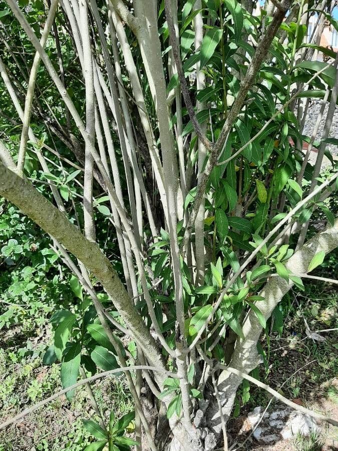 Cestrum elegante 21